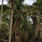 listing image thumbnail with ID 54097