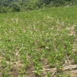 listing image thumbnail with ID 53995