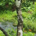 listing image thumbnail with ID 52476