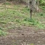 listing image thumbnail with ID 54096