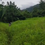 listing image thumbnail with ID 52477