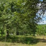 listing image thumbnail with ID 52586