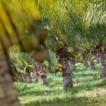 listing image thumbnail with ID 52228