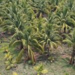 listing image thumbnail with ID 52832