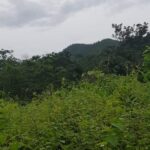 listing image thumbnail with ID 52474