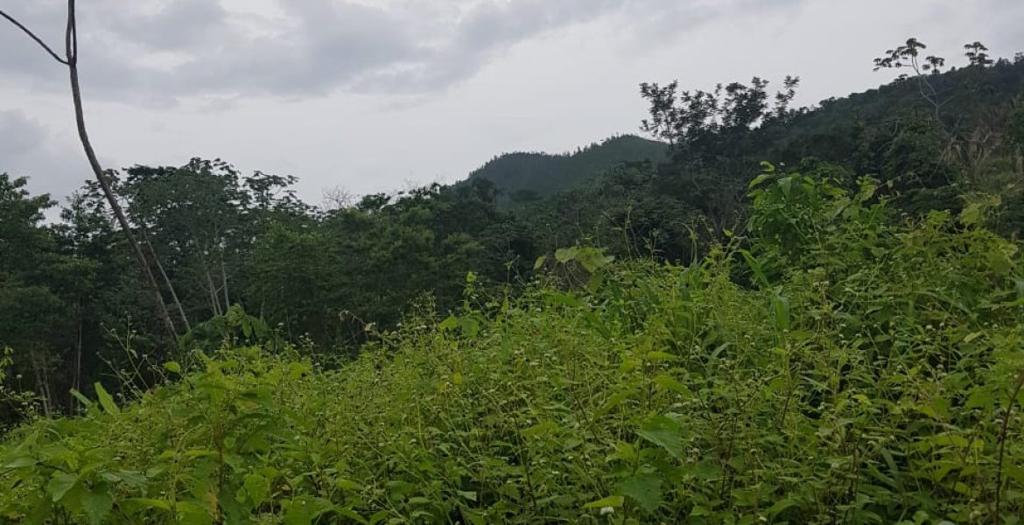listing image with ID 52474