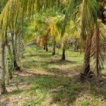 listing image thumbnail with ID 52361