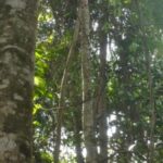 listing image thumbnail with ID 54079