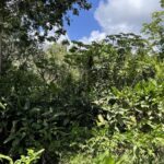 listing image thumbnail with ID 54126