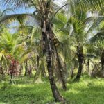 listing image thumbnail with ID 56395