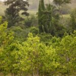 listing image thumbnail with ID 52226