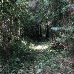 listing image thumbnail with ID 54197