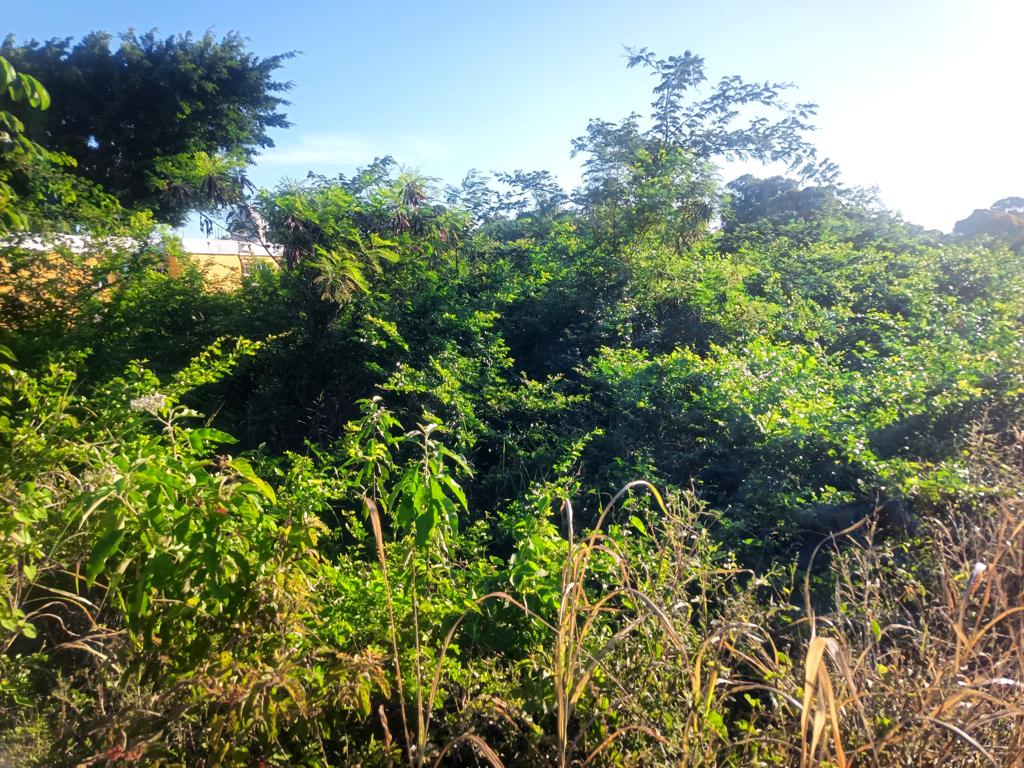 listing image with ID 51747
