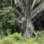 listing image thumbnail with ID 53075