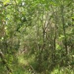 listing image thumbnail with ID 54077