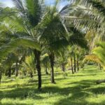 listing image thumbnail with ID 53992