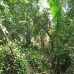 listing image thumbnail with ID 54078