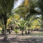 listing image thumbnail with ID 52828