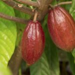 listing image thumbnail with ID 52229