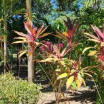 listing image thumbnail with ID 55619