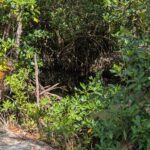 listing image thumbnail with ID 52008