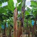 listing image thumbnail with ID 53977