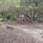 listing image thumbnail with ID 53845