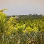 listing image thumbnail with ID 52227