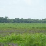 listing image thumbnail with ID 56451