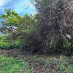 listing image thumbnail with ID 53973