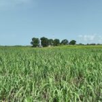 listing image thumbnail with ID 56444