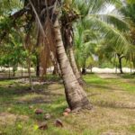 listing image thumbnail with ID 52366