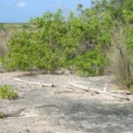 listing image thumbnail with ID 53543