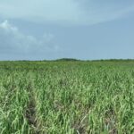 listing image thumbnail with ID 56443