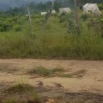 listing image thumbnail with ID 52473