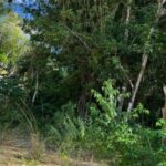 listing image thumbnail with ID 58073