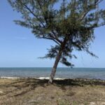 listing image thumbnail with ID 57006