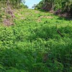 listing image thumbnail with ID 57976