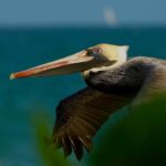 listing image thumbnail with ID 58204