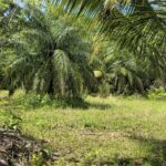 listing image thumbnail with ID 70023