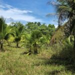 listing image thumbnail with ID 70021