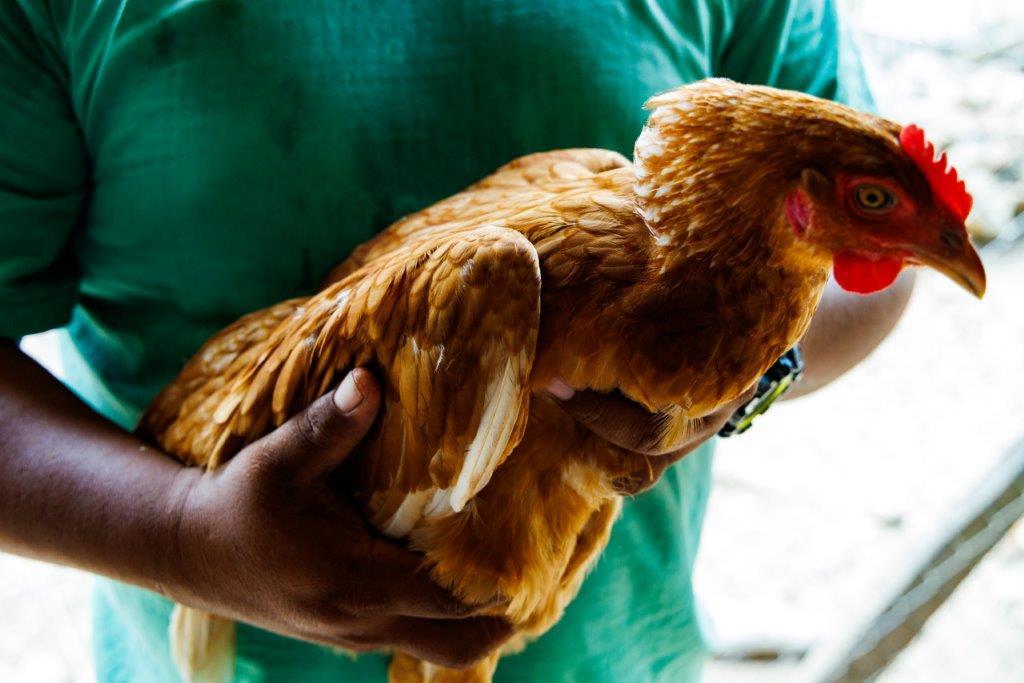 listing image with ID 59211