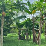 listing image thumbnail with ID 59208