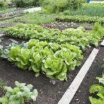 listing image thumbnail with ID 59213