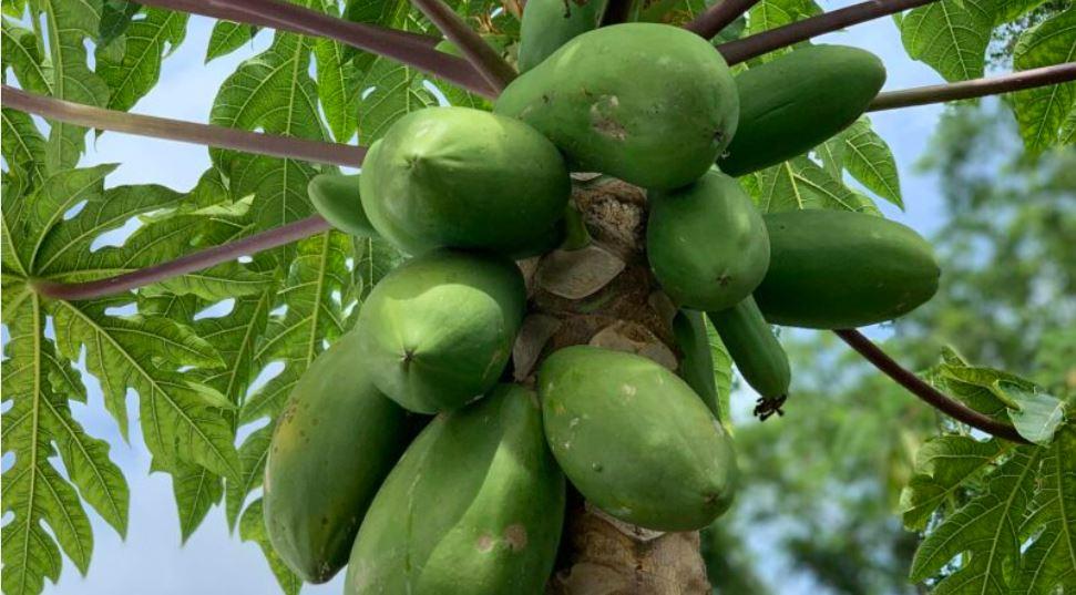 listing image with ID 59212