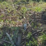 listing image thumbnail with ID 59313