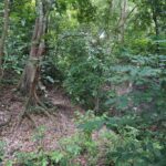 listing image thumbnail with ID 58532