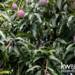 listing image thumbnail with ID 58634