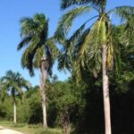 listing image thumbnail with ID 59168