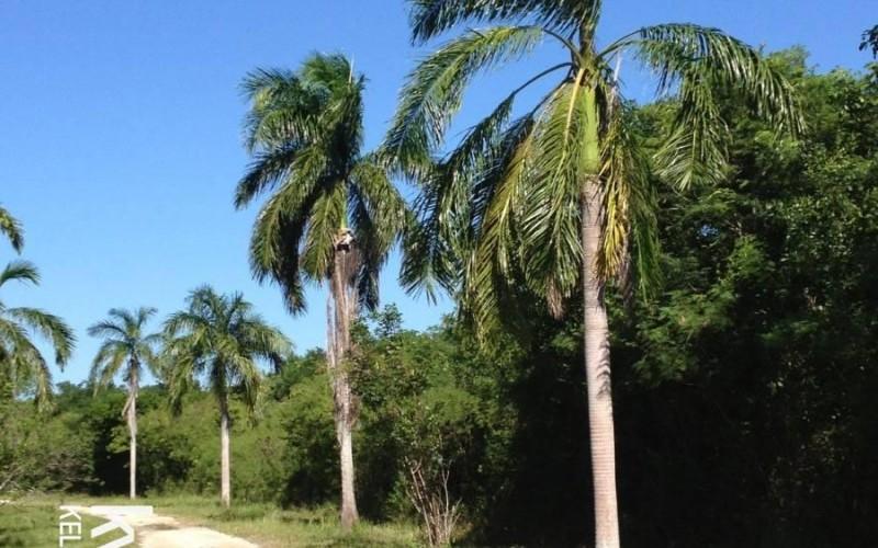 listing image with ID 59168